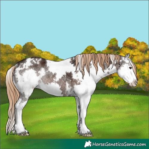 Horse Color:White Spotted Liver Chestnut Ice Splash Rabicano 