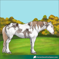 Horse Color:White Spotted Liver Chestnut Ice Splash Rabicano 