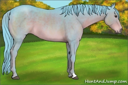 Horse Color:Watercolor Liver Chestnut 
