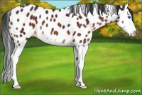 Horse Color:Brown Sabino Splash Appaloosa 