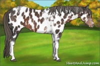 Horse Color:Liver Chestnut Mushroom Sabino Tobiano Near Leopard 