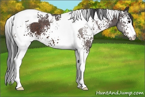 Horse Color:White Spotted Brown Tobiano 