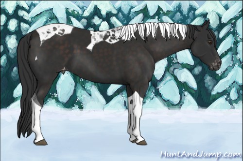 Horse Color:Liver Chestnut Tobiano Appaloosa 