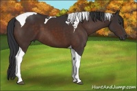 Horse Color:Brown Tobiano 