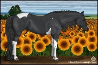 Horse Color:Black Tobiano 