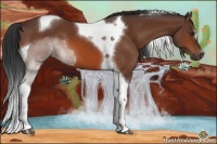 Horse Color:Bay Tobiano