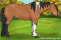 Horse Color:Bay Tobiano 