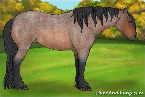 Horse Color:Bay Roan 