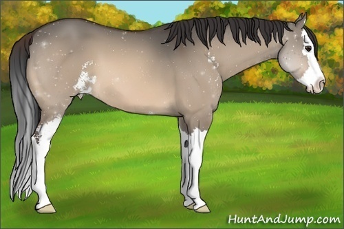 Horse Color:Brown Dun Sabino Splash