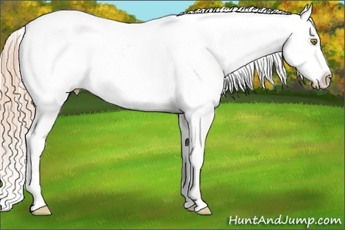 Horse Color:Gold Champagne Appaloosa 