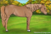 Horse Color:Chestnut Rabicano
