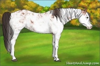 Horse Color:Bay Sabino Varnish Rabicano 