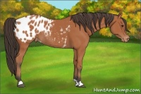 Horse Color:Bay Appaloosa Rabicano 