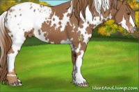 Horse Color:White Spotted Chestnut Appaloosa 