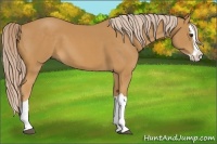Horse Color:Palomino Splash 