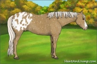 Horse Color:Silver Smoky Black Appaloosa 