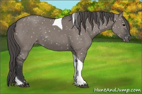 Horse Color:Grullo Tobiano Appaloosa 