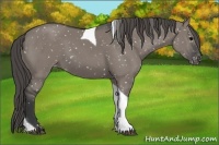 Horse Color:Grullo Tobiano Appaloosa 