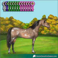 Horse Color:White Spotted Brown Dun Sabino Rabicano 