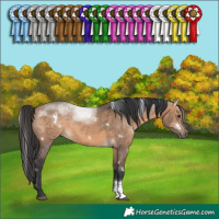 Horse Color:White Spotted Brown Dun Sabino Rabicano