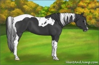 Horse Color:Black Sabino Tobiano