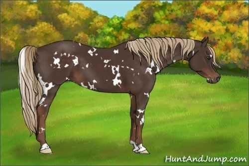 Horse Color:White Spotted Liver Chestnut