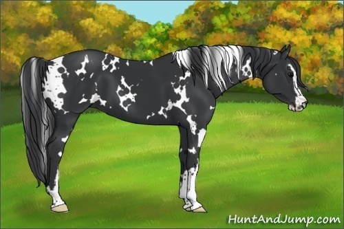 Horse Color:White Spotted Black Sabino