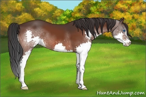 Horse Color:Brown Splash