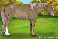Horse Color:Chocolate Palomino Mushroom Appaloosa Rabicano 