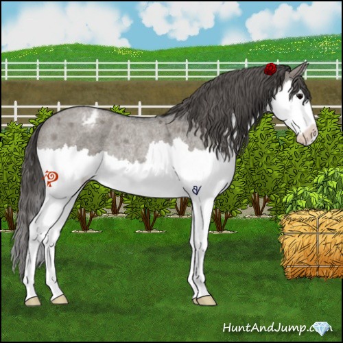 Horse Color:Platinum Grullo Roan Sabino Splash Appaloosa Rabicano 