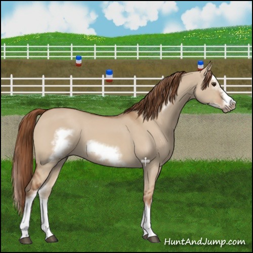 Horse Color:Red Dun Splash Frame