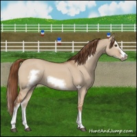Horse Color:Red Dun Splash Frame 