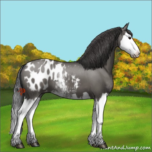 Horse Color:Platinum Grullo Sabino Splash Appaloosa 