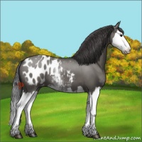 Horse Color:Platinum Grullo Sabino Splash Appaloosa 