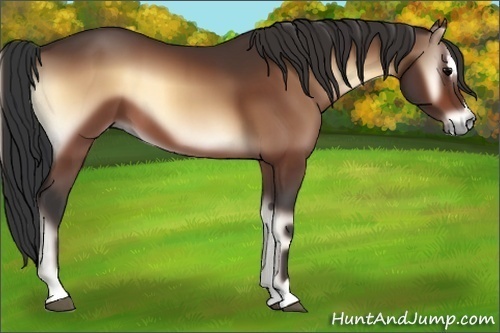 Horse Color:Bay Onyx Sabino