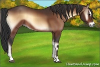 Horse Color:Bay Onyx Sabino 