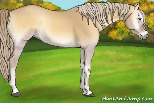 Horse Color:Palomino Onyx Sabino Rabicano 