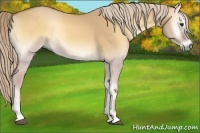 Horse Color:Palomino Onyx Sabino Rabicano 