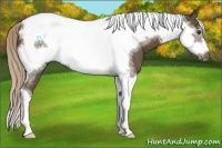 Horse Color:Chocolate Palomino Tobiano Frame