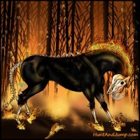 Horse Color:Void Bay Dun Sabino Appaloosa 