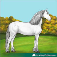 Horse Color:White Spotted Liver Chestnut Mushroom Sabino Near Leopard 