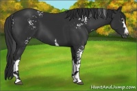 Horse Color:White Spotted Liver Chestnut 