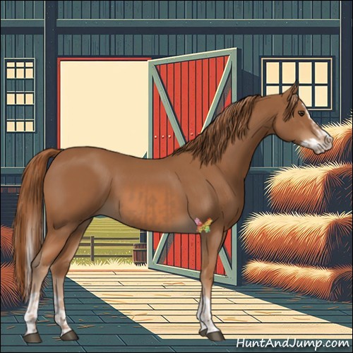 Horse Color:Chestnut  and Chestnut Splash 