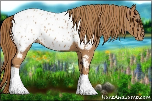 Horse Color:Chestnut Appaloosa 