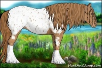 Horse Color:Chestnut Appaloosa 