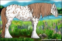 Horse Color:Chestnut Appaloosa