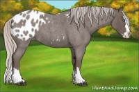 Horse Color:Silver Blue Roan Splash Appaloosa 
