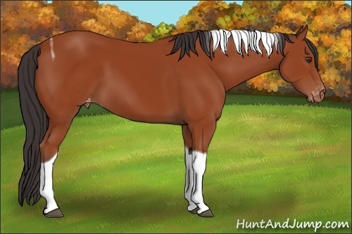 Horse Color:Bay Tobiano Appaloosa 