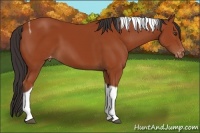 Horse Color:Bay Tobiano Appaloosa 