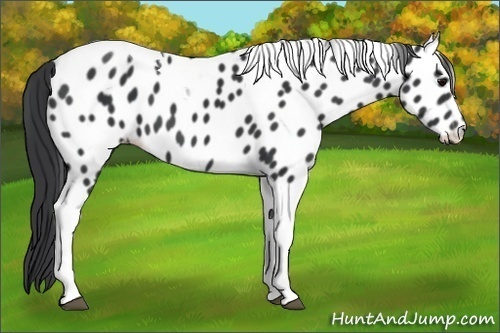 Horse Color:Black Tobiano Appaloosa 